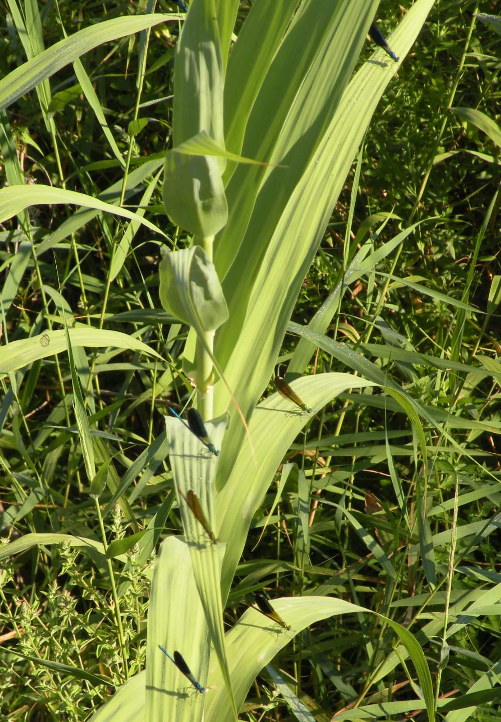 Forse qualche Calopteryx virgo?